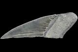 Partial Fossil Megalodon Tooth - Serrated Blade #84255-1